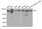 Hexokinase 1 antibody, MBS126614, MyBioSource, Western Blot image 