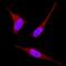 Receptor For Activated C Kinase 1 antibody, AF3434, R&D Systems, Immunofluorescence image 