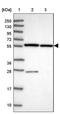 Zinc Finger Protein 285 antibody, PA5-61150, Invitrogen Antibodies, Western Blot image 