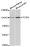 Integrin Subunit Beta 5 antibody, TA332523, Origene, Western Blot image 