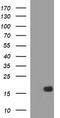 Apoptosis regulatory protein Siva antibody, CF506823, Origene, Western Blot image 