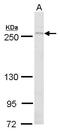 Mechanistic Target Of Rapamycin Kinase antibody, PA5-34663, Invitrogen Antibodies, Western Blot image 