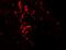 AKAP4 antibody, A07362, Boster Biological Technology, Immunofluorescence image 