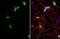 Collagen Type VI Alpha 1 Chain antibody, NBP2-15947, Novus Biologicals, Immunofluorescence image 