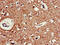 Cholinergic Receptor Muscarinic 5 antibody, CSB-PA005385LA01HU, Cusabio, Immunohistochemistry frozen image 