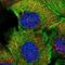 Transmembrane Protein 218 antibody, NBP1-90988, Novus Biologicals, Immunofluorescence image 