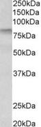 Transglutaminase-3 antibody, NBP1-97769, Novus Biologicals, Western Blot image 