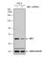 NADP-dependent malic enzyme antibody, NBP2-43709, Novus Biologicals, Western Blot image 