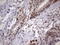 RNA Transcription, Translation And Transport Factor antibody, LS-C338985, Lifespan Biosciences, Immunohistochemistry frozen image 