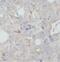 Apolipoprotein D antibody, FNab00499, FineTest, Immunohistochemistry frozen image 
