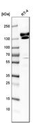 Kinectin 1 antibody, HPA003178, Atlas Antibodies, Western Blot image 