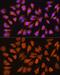 Inosine Monophosphate Dehydrogenase 1 antibody, GTX66572, GeneTex, Immunocytochemistry image 