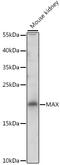 MYC Associated Factor X antibody, 18-542, ProSci, Western Blot image 