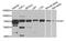 Interleukin 4 Induced 1 antibody, PA5-76374, Invitrogen Antibodies, Western Blot image 