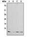 Islet Amyloid Polypeptide antibody, LS-C352341, Lifespan Biosciences, Western Blot image 