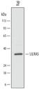 Leukocyte Immunoglobulin Like Receptor A5 antibody, MAB67541, R&D Systems, Western Blot image 