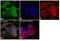 Calcium/Calmodulin Dependent Protein Kinase II Delta antibody, PA5-22168, Invitrogen Antibodies, Immunofluorescence image 