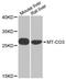 Mitochondrially Encoded Cytochrome C Oxidase III antibody, A9939, ABclonal Technology, Western Blot image 