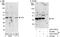PAXIP1-associated protein 1 antibody, A301-978A, Bethyl Labs, Western Blot image 