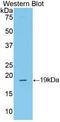 Corticotropin Releasing Hormone antibody, LS-C372610, Lifespan Biosciences, Western Blot image 