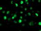 SAM And HD Domain Containing Deoxynucleoside Triphosphate Triphosphohydrolase 1 antibody, TA502157, Origene, Immunofluorescence image 