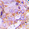 Eukaryotic Translation Initiation Factor 4E Binding Protein 1 antibody, LS-C356013, Lifespan Biosciences, Immunohistochemistry frozen image 