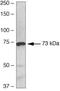 SUMO Specific Peptidase 1 antibody, 38-3350, Invitrogen Antibodies, Western Blot image 
