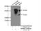 RNA Binding Motif Protein 8A antibody, 14958-1-AP, Proteintech Group, Immunoprecipitation image 