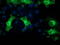 Protein Kinase C Epsilon antibody, TA502415, Origene, Immunofluorescence image 