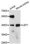 Lymphoid Enhancer Binding Factor 1 antibody, A0909, ABclonal Technology, Western Blot image 