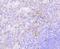 c-Kit antibody, NBP2-67531, Novus Biologicals, Immunohistochemistry paraffin image 