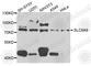 Sodium/hydrogen exchanger 9 antibody, A8323, ABclonal Technology, Western Blot image 