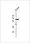 Proline Dehydrogenase 1 antibody, MBS9217021, MyBioSource, Western Blot image 