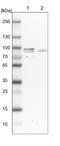 Kelch Like Family Member 14 antibody, NBP1-81413, Novus Biologicals, Western Blot image 