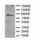 Component Of Inhibitor Of Nuclear Factor Kappa B Kinase Complex antibody, LS-C312775, Lifespan Biosciences, Western Blot image 