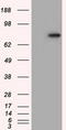 GDH antibody, TA501241S, Origene, Western Blot image 