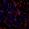 Hemopexin antibody, AF7007, R&D Systems, Immunohistochemistry frozen image 