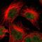 Kelch Like Family Member 8 antibody, PA5-53096, Invitrogen Antibodies, Immunofluorescence image 