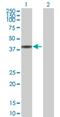 Proline/serine-rich coiled-coil protein 2 antibody, H00196441-B01P, Novus Biologicals, Western Blot image 