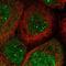 Eukaryotic Elongation Factor, Selenocysteine-TRNA Specific antibody, NBP1-83992, Novus Biologicals, Immunofluorescence image 