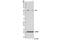 Eukaryotic Translation Initiation Factor 5 antibody, 13894S, Cell Signaling Technology, Western Blot image 