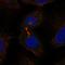 WD Repeat Domain 62 antibody, HPA043255, Atlas Antibodies, Immunocytochemistry image 