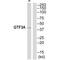 General Transcription Factor IIIA antibody, A12790, Boster Biological Technology, Western Blot image 