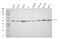 Cytochrome P450 Family 19 Subfamily A Member 1 antibody, A00071-2, Boster Biological Technology, Western Blot image 