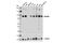 Nibrin antibody, 14956S, Cell Signaling Technology, Western Blot image 