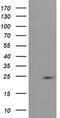 RAB37, Member RAS Oncogene Family antibody, MA5-26110, Invitrogen Antibodies, Western Blot image 