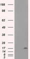 Nucleoside diphosphate kinase, mitochondrial antibody, TA501177, Origene, Western Blot image 