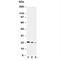 Interleukin 10 antibody, R30118, NSJ Bioreagents, Western Blot image 