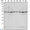 C-Terminal Src Kinase antibody, LS-C812554, Lifespan Biosciences, Western Blot image 