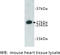 Fas Associated Via Death Domain antibody, MBS355056, MyBioSource, Western Blot image 